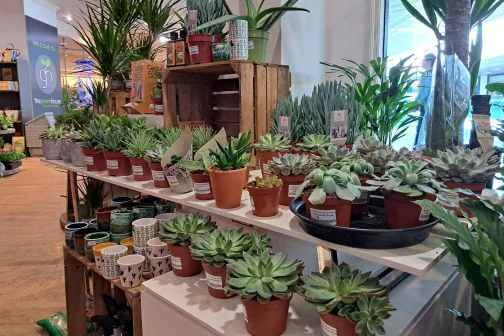 The Greenhouse plants display with a wide selection of plants
